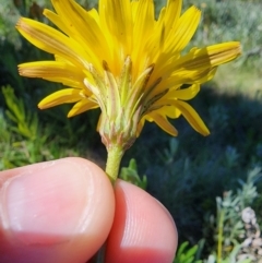 Microseris lanceolata at Snowy Plain, NSW - 2 Feb 2024