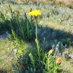 Microseris lanceolata at Snowy Plain, NSW - 2 Feb 2024