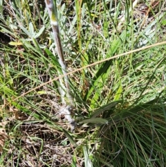 Celmisia sp. at Snowy Plain, NSW - 2 Feb 2024 11:30 AM