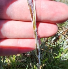 Celmisia sp. at Snowy Plain, NSW - 2 Feb 2024 11:30 AM