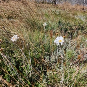 Celmisia sp. at Snowy Plain, NSW - 2 Feb 2024 11:30 AM