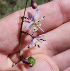 Arthropodium milleflorum (Vanilla Lily) at Snowy Plain, NSW - 2 Feb 2024 by HarleyB