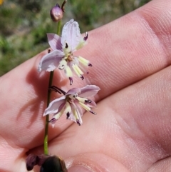 Arthropodium milleflorum at Snowy Plain, NSW - 2 Feb 2024