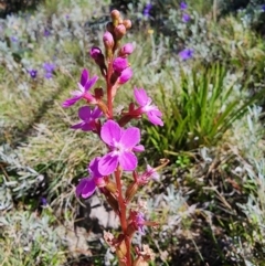 Stylidium (genus) (Trigger Plant) at Snowy Plain, NSW - 2 Feb 2024 by HarleyB