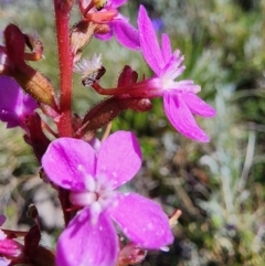 Stylidium sp. at Snowy Plain, NSW - 2 Feb 2024