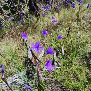 Wahlenbergia gloriosa at Snowy Plain, NSW - 2 Feb 2024