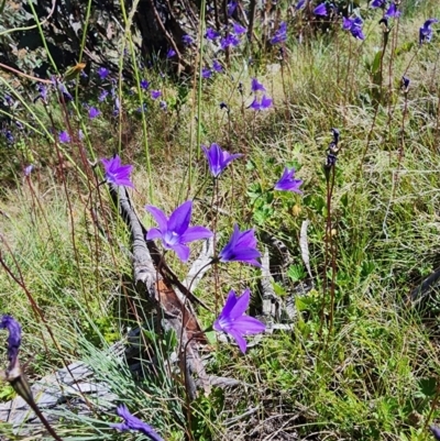 Wahlenbergia gloriosa (Royal Bluebell) at Snowy Plain, NSW - 2 Feb 2024 by HarleyB