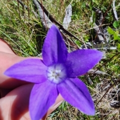 Wahlenbergia gloriosa at Snowy Plain, NSW - 2 Feb 2024