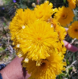 Podolepis robusta at Snowy Plain, NSW - 2 Feb 2024