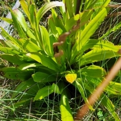 Podolepis robusta at Snowy Plain, NSW - 2 Feb 2024