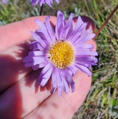 Brachyscome spathulata (Coarse Daisy, Spoon-leaved Daisy) at Snowy Plain, NSW - 2 Feb 2024 by HarleyB