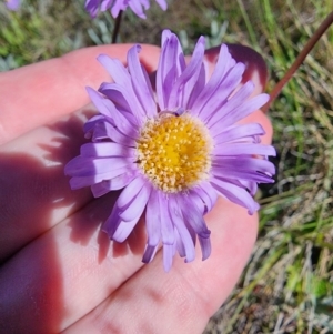 Brachyscome spathulata at Snowy Plain, NSW - 2 Feb 2024