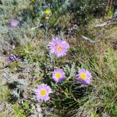 Brachyscome spathulata at Snowy Plain, NSW - 2 Feb 2024 11:11 AM