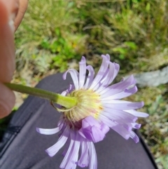 Brachyscome spathulata at Snowy Plain, NSW - 2 Feb 2024