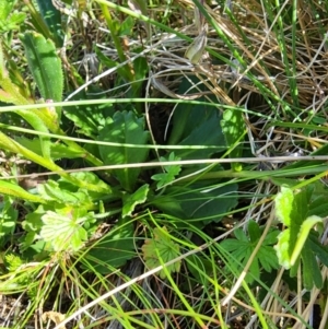 Brachyscome spathulata at Snowy Plain, NSW - 2 Feb 2024