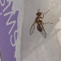 Bactrocera sp. (genus) (A fruit fly) at Theodore, ACT - 7 Feb 2024 by Cardy