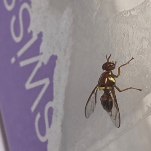 Bactrocera sp. (genus) at Theodore, ACT - 7 Feb 2024 02:33 PM