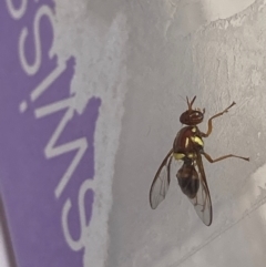 Bactrocera sp. (genus) at Theodore, ACT - 7 Feb 2024