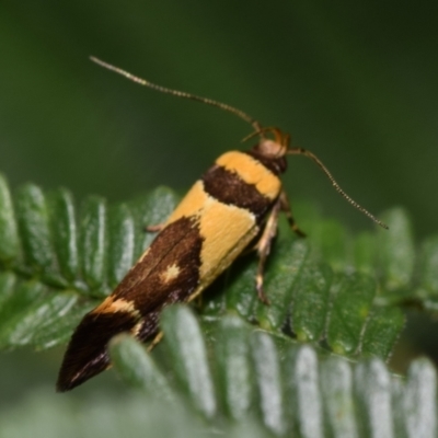 Macrobathra chrysotoxa (A cosmet moth) at Dryandra St Woodland - 6 Feb 2024 by DianneClarke