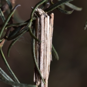 Clania lewinii & similar Casemoths at Dryandra St Woodland - 7 Feb 2024 10:10 AM