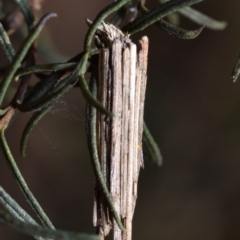 Clania lewinii (Lewin's case moth) at Dryandra St Woodland - 6 Feb 2024 by DianneClarke