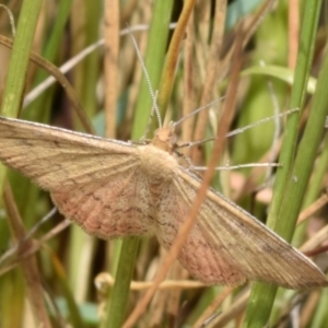 Scopula rubraria at Dryandra St Woodland - 7 Feb 2024