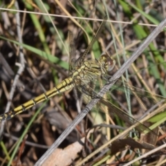 Orthetrum caledonicum (Blue Skimmer) at Dryandra St Woodland - 7 Feb 2024 by DianneClarke