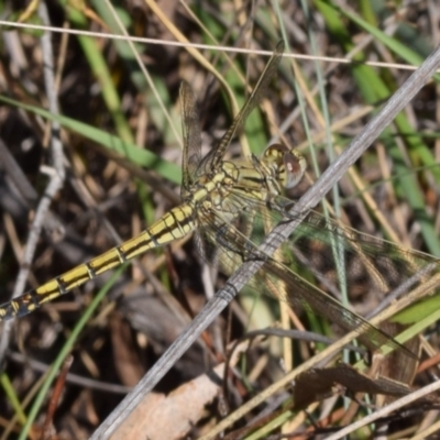 Orthetrum caledonicum (Blue Skimmer) at Dryandra St Woodland - 6 Feb 2024 by DianneClarke