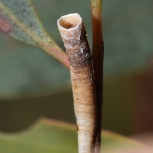 Chaetophyes compacta at Dryandra St Woodland - 7 Feb 2024