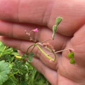 Pullenia gunnii at Badja State Forest - 7 Feb 2024