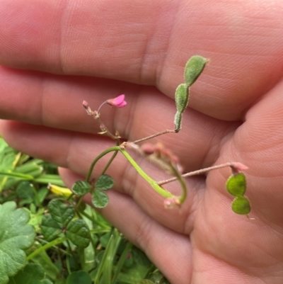 Pullenia gunnii (A Tick-Trefoil) at Countegany, NSW - 7 Feb 2024 by Ghuxtable