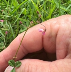 Pullenia gunnii at Badja State Forest - 7 Feb 2024