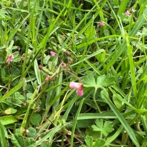 Pullenia gunnii at Badja State Forest - 7 Feb 2024