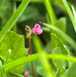 Pullenia gunnii at Badja State Forest - 7 Feb 2024