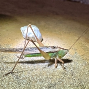 Conocephalus semivittatus at Reid, ACT - 6 Feb 2024 08:31 PM