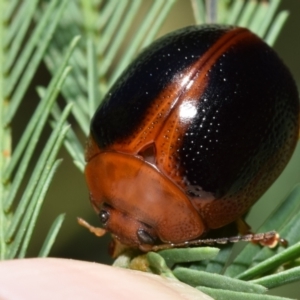 Dicranosterna immaculata at Dryandra St Woodland - 7 Feb 2024 10:54 AM