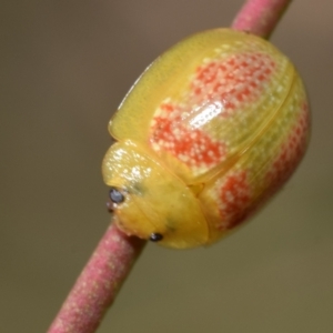 Paropsisterna fastidiosa at Dryandra St Woodland - 7 Feb 2024