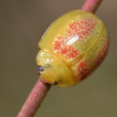 Paropsisterna fastidiosa (Eucalyptus leaf beetle) at Dryandra St Woodland - 7 Feb 2024 by DianneClarke