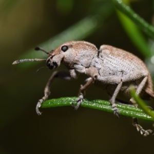 Perperus sp. (genus) at Dryandra St Woodland - 7 Feb 2024