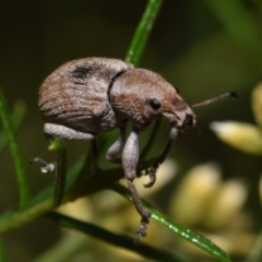 Perperus sp. (genus) at Dryandra St Woodland - 7 Feb 2024