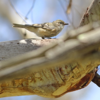 Pachycephala rufiventris (Rufous Whistler) at Kama - 6 Feb 2024 by Trevor