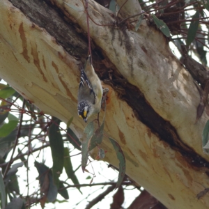 Pardalotus striatus at Kama - 6 Feb 2024