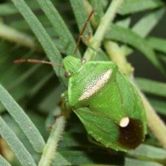 Ocirrhoe unimaculata (Green Stink Bug) at Dryandra St Woodland - 6 Feb 2024 by DianneClarke