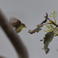 Gerygone olivacea (White-throated Gerygone) at Molonglo River Reserve - 6 Feb 2024 by MichaelWenke