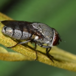 Stomorhina subapicalis at Dryandra St Woodland - 7 Feb 2024