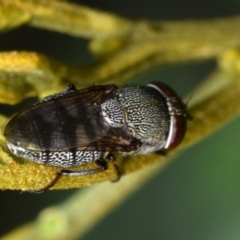 Stomorhina subapicalis at Dryandra St Woodland - 7 Feb 2024 10:33 AM