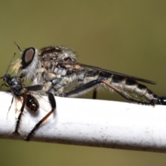 Unidentified Robber fly (Asilidae) at O'Connor, ACT - 7 Feb 2024 by DianneClarke