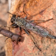 Cerdistus sp. (genus) (Slender Robber Fly) at Dryandra St Woodland - 7 Feb 2024 by DianneClarke