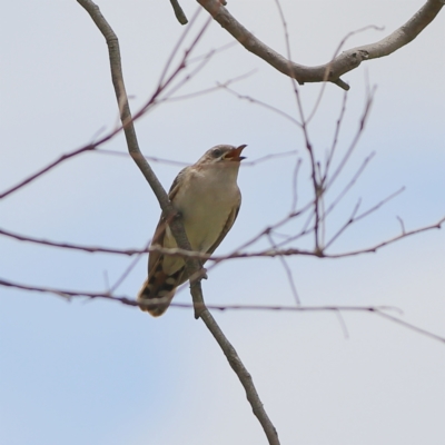 Chrysococcyx basalis (Horsfield's Bronze-Cuckoo) at Molonglo River Reserve - 6 Feb 2024 by Trevor