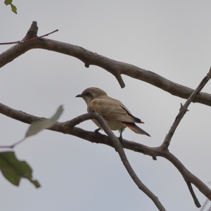 Chrysococcyx basalis at Molonglo River Reserve - 6 Feb 2024